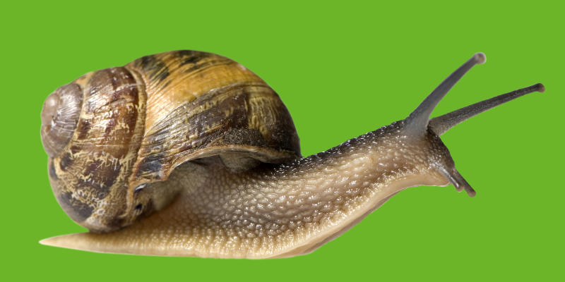 なぜカタツムリは冬眠するのか？