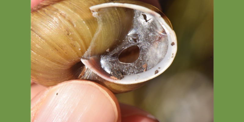 冬眠前には、カタツムリは自分の殻の入り口に粘液の膜（エピフラム）を作ってふたをします。