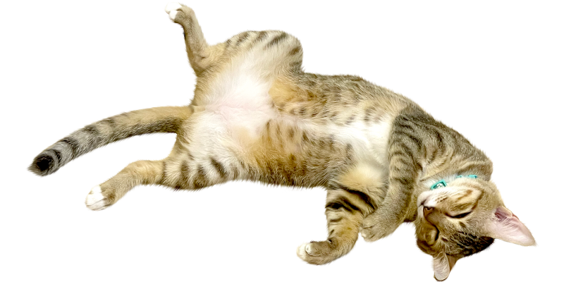 へその役割とは?猫にとっての意味