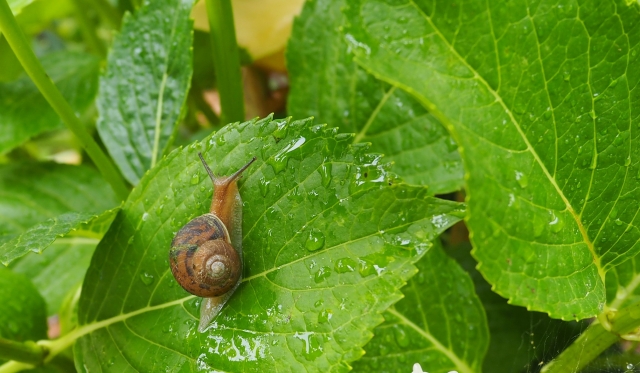アジサイの葉とカタツムリ