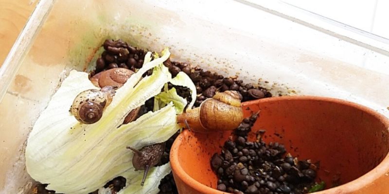 カタツムリの飼い方｜プラスチックケースでの飼育環境の作り方