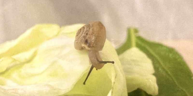 キャベツを食べているカタツムリ