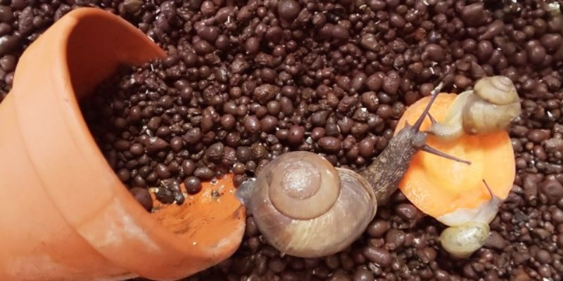 カタツムリの床