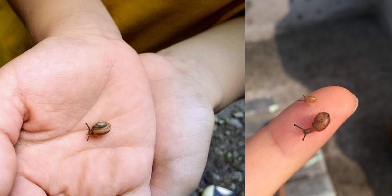 カタツムリの赤ちゃん